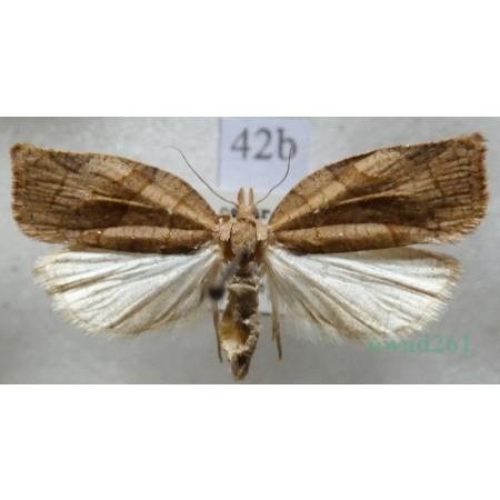 Pandemis dumetana (Treitschke, 1835) Czech42b